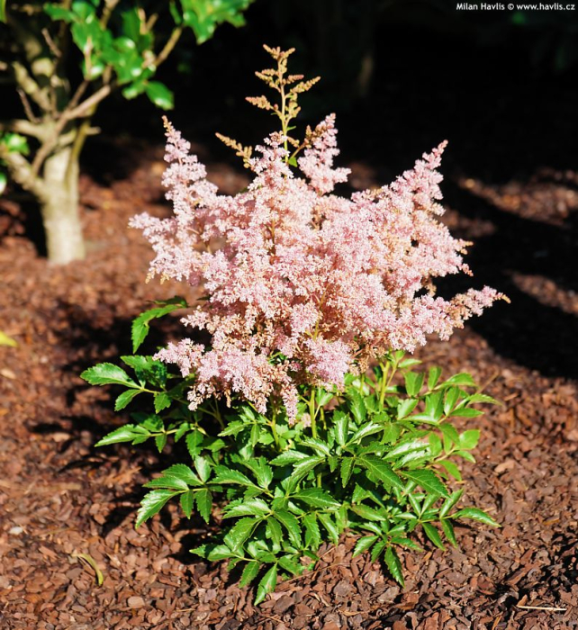 Bulb Astilbe Pink - 1 buc - Flori Roz tip Pana pentru Umbra [3]