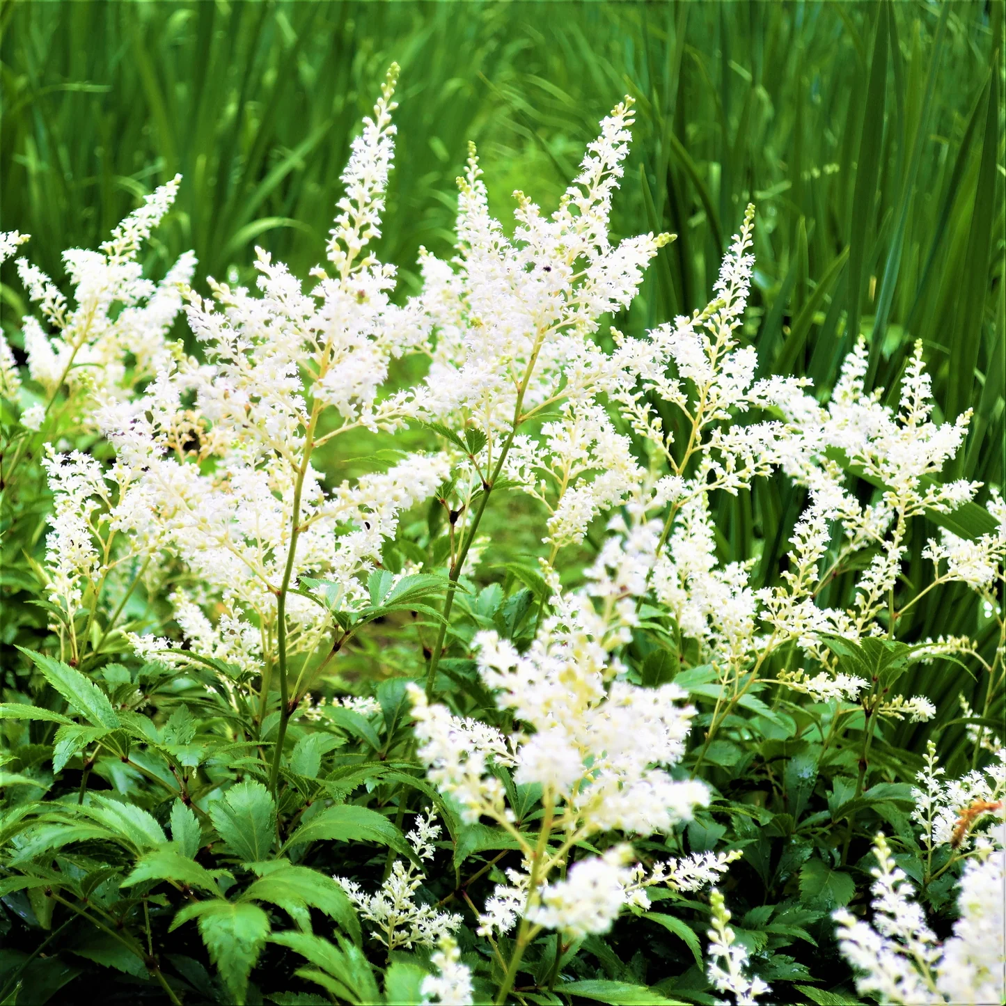 Bulb Astilbe White - 1 buc - Flori Albe tip Pana pentru Umbra [3]
