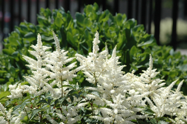 Bulb Astilbe White - 1 buc - Flori Albe tip Pana pentru Umbra [2]