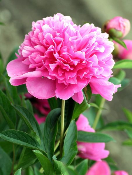 Bulb Bujor Paeonia Pink - 1 buc - Flori Mari Roz Parfumate [3]