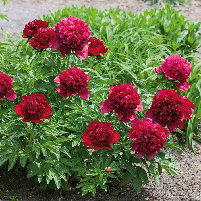 Bulb Bujor Paeonia Red - 1 buc - Flori Mari Rosu Intens Parfumat [3]
