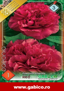 Bulb Bujor Paeonia Red - 1 buc - Flori Mari Rosu Intens Parfumat [4]