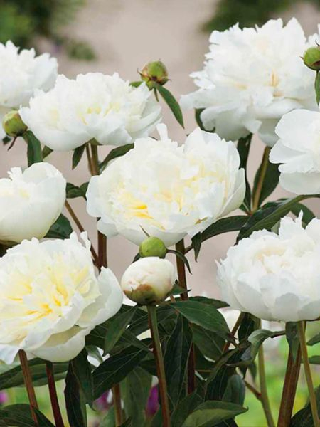 Bulb Bujor Paeonia White - 1 buc - Flori Mari Albe si Parfumate [3]