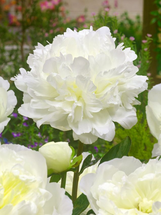 Bulb Bujor Paeonia White - 1 buc - Flori Mari Albe si Parfumate [4]