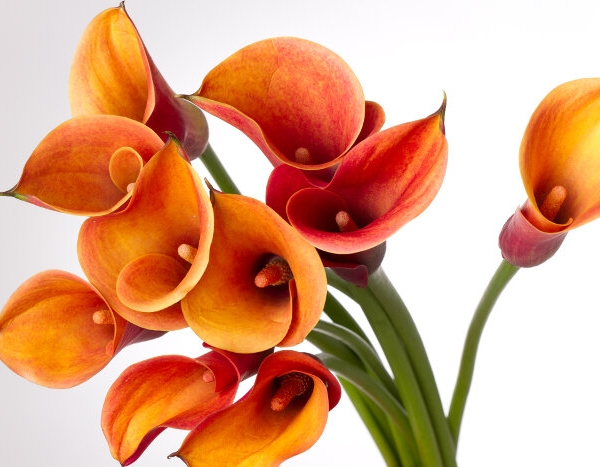 Bulb Cala Zantedeschia Orange, 1 bucata, Flori Portocalii Exotice pentru Gradina si Ghiveci [2]