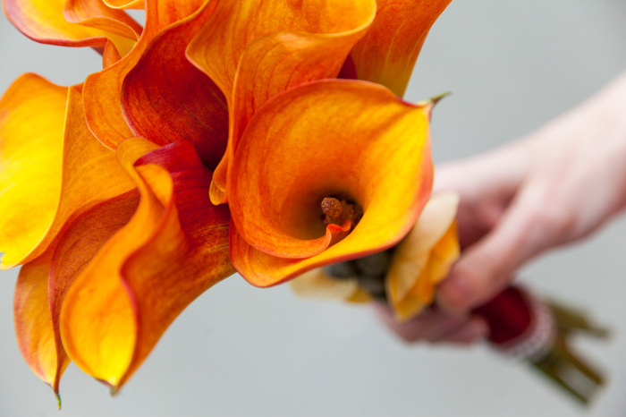 Bulb Cala Zantedeschia Orange, 1 bucata, Flori Portocalii Exotice pentru Gradina si Ghiveci [3]