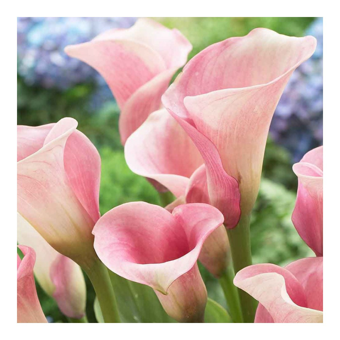 Bulb Cala Zantedeschia Pink - 1 buc - Roz Vibrant si Aspect Exotic [3]