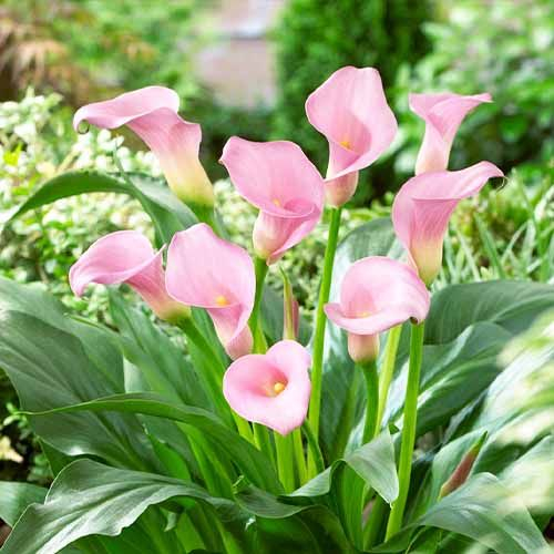 Bulb Cala Zantedeschia Pink - 1 buc - Roz Vibrant si Aspect Exotic [2]