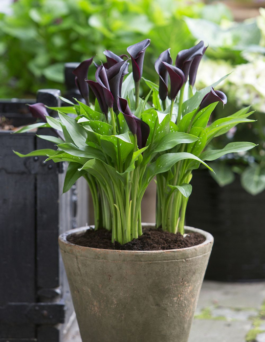 Bulb Cala Zantedeschia Schwarzwalder, 1 bucata, Flori Negru-Visiniu Inchis, Agrinin [4]