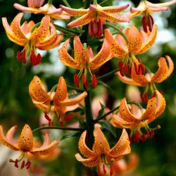 Bulb Crin Lilium Fusion - 1 buc - Hibrid Rar Rosu cu Centru Galben [3]