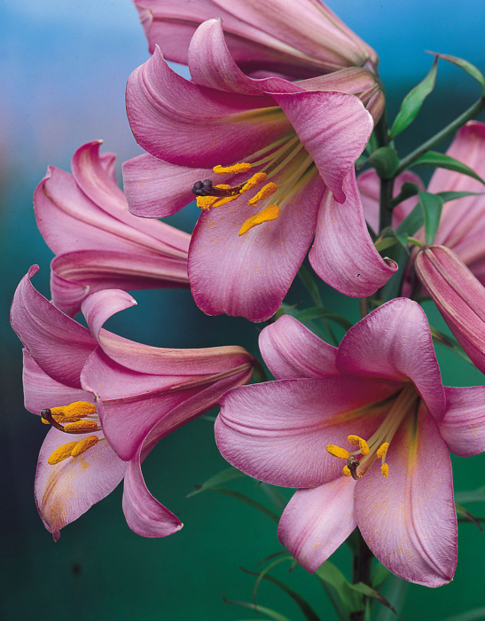 Bulb Crin Lilium Pink Perfection - 1 buc - Roz Intens si Parfum Puternic [3]
