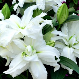 Bulb Crin Oriental Lilium Innocent Lady - 1 buc 14/16 mm  - Alb cu Bordura Roz si Parfumat [2]