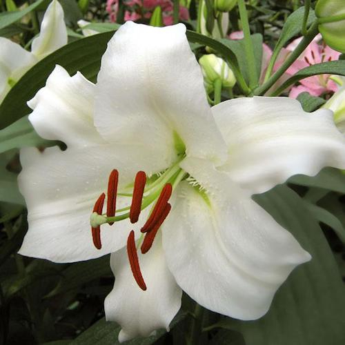 Bulb Crin Oriental Lilium Siberia - 1 buc - Alb Imaculat si Parfumat [3]