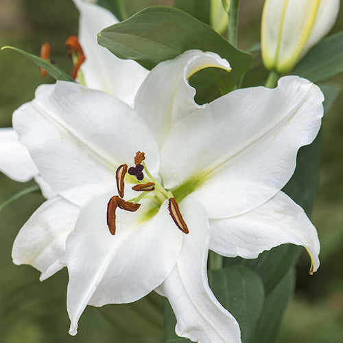 Bulb Crin Oriental Lilium Siberia - 1 buc - Alb Imaculat si Parfumat [2]