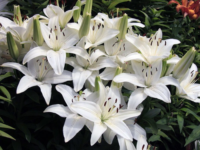 Bulb Crin Oriental Lilium Siberia - 1 buc - Alb Imaculat si Parfumat [4]