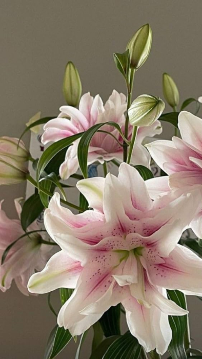 Bulb Crin Oriental Lilium Soft Music - 1 buc - Roz Delicat si Parfumat [3]