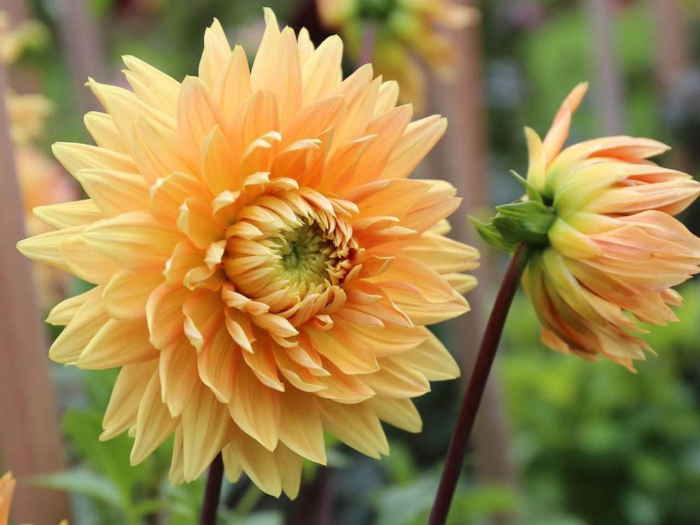 Bulb Dahlia Glorie van Noordwijk, 1 bucata, Flori Portocalii Decorative de Vara, Agrinin [4]