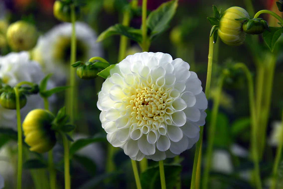 Bulb Dahlia Snow Flake Tip Pompon, 1 bucata, Flori Albe Globulare, Dalie Decorativa Agrinin [2]