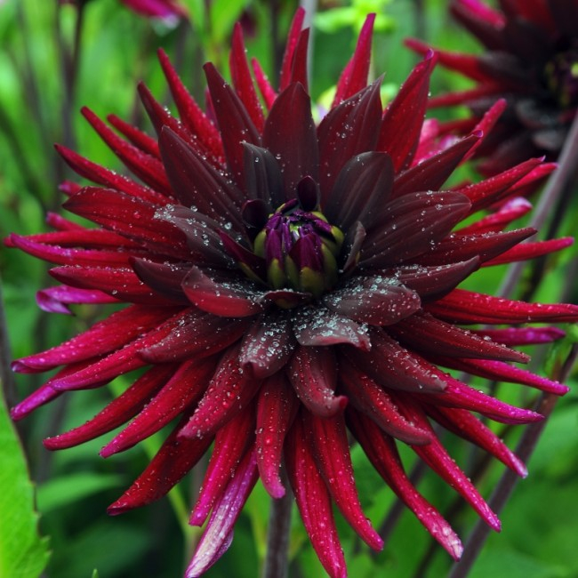 Bulb Dalia Chat Noir - 1 buc - Negru Purpuriu tip Cactus [4]