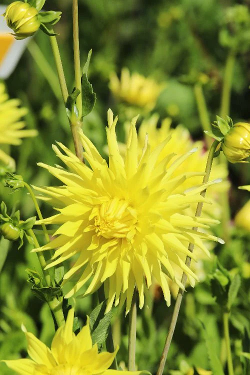 Bulb Dalia Kennemerland - 1 buc - Galben Clar tip Cactus [3]