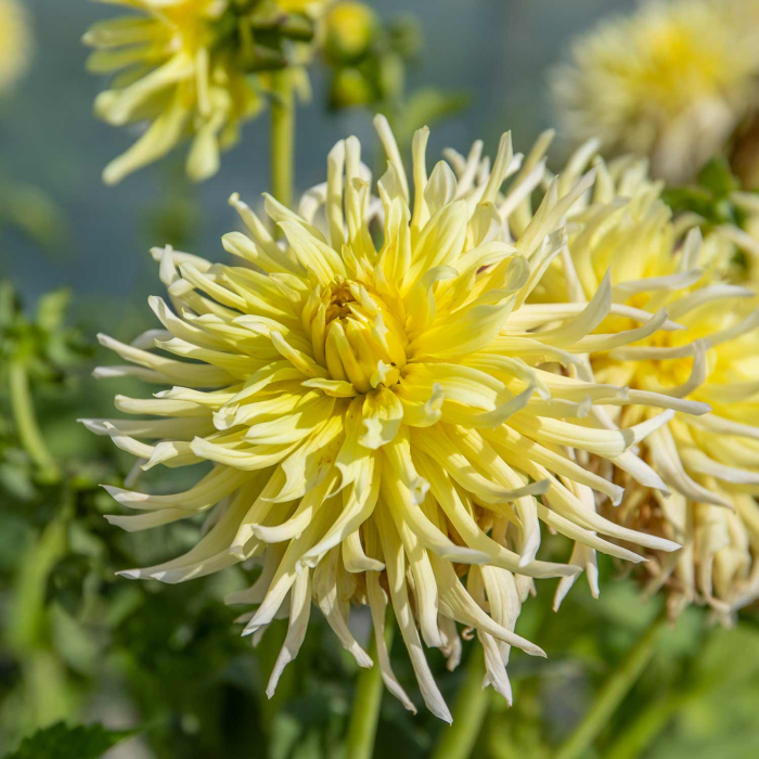 Bulb Dalia Kennemerland - 1 buc - Galben Clar tip Cactus [4]