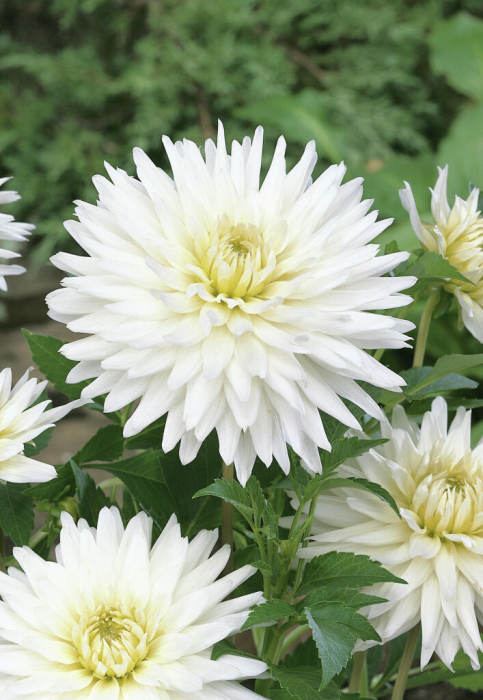 Bulb Dalia My Love - 1 buc - Alb Imaculat tip Cactus [2]