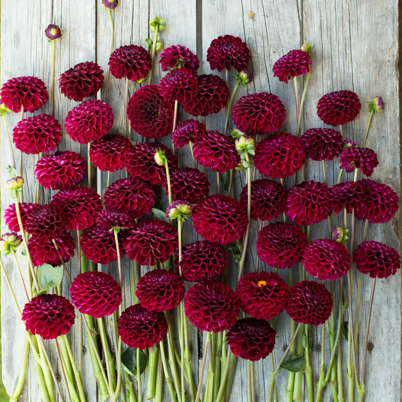 Bulb Dalia Natal - 1 buc - Tip Pompon Rosu Visiniu Catifelat [4]