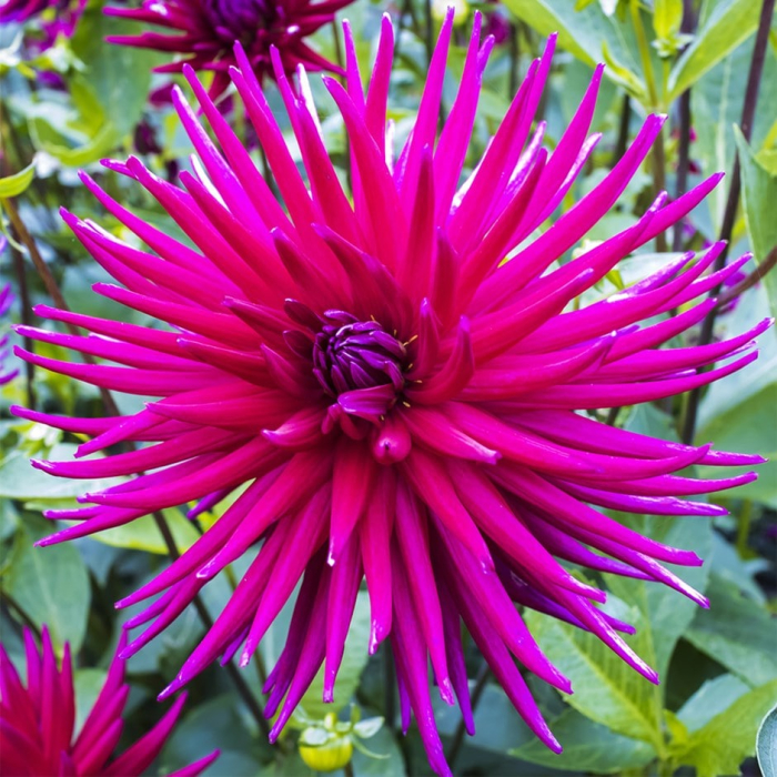 Bulb Dalia Purple Gem - 1 buc - Violet Vibrant tip Cactus [4]