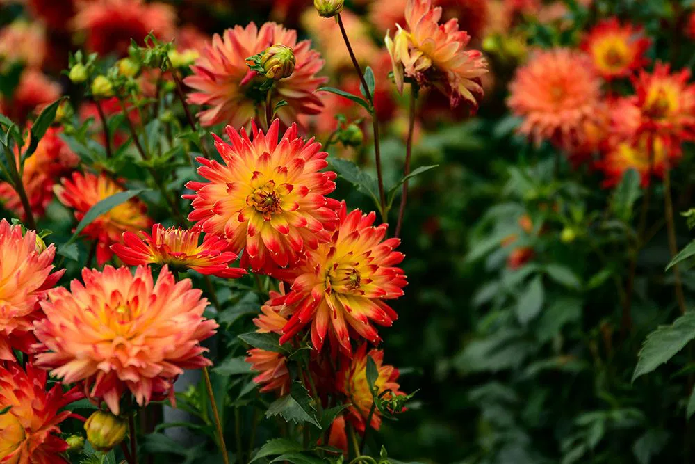 Bulb Dalie Procyon - Floare Decorativa Bicolora Galben cu Rosu Aprins [2]