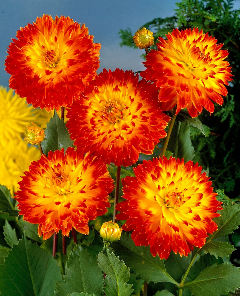 Bulb Dalie Procyon - Floare Decorativa Bicolora Galben cu Rosu Aprins [4]