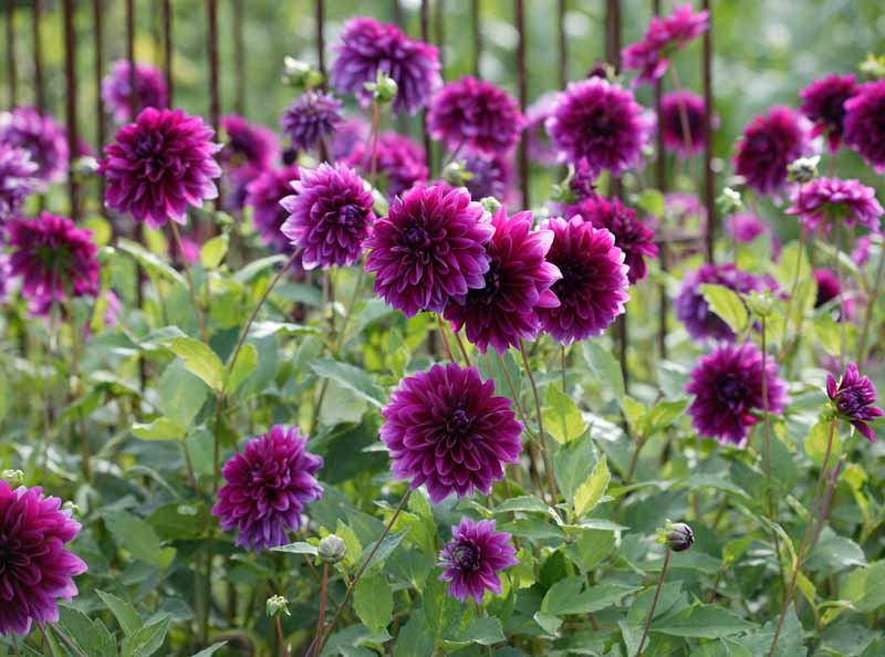 Bulb Dalie Thomas Edison - Floare Gigant Mov Purpuriu pentru Gradini Regale [4]