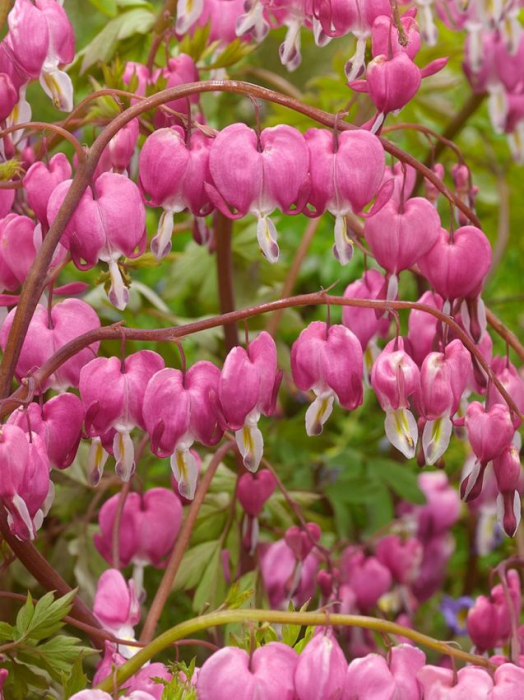 Bulb Dicentra Spectabilis Pink - 1 buc - Inima Mariei Roz [3]