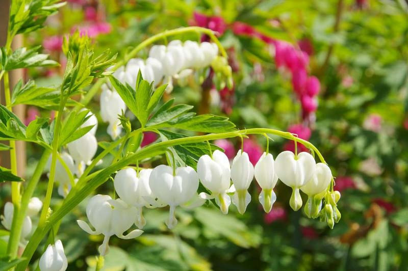 Bulb Dicentra Spectabilis White - 1 buc - Inima Mariei Alba [3]