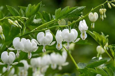 Bulb Dicentra Spectabilis White - 1 buc - Inima Mariei Alba [2]