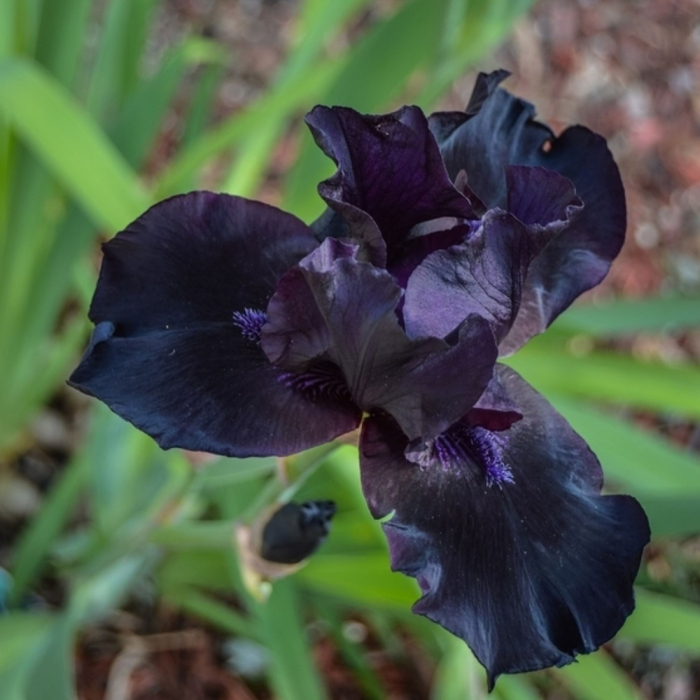 Bulb Iris Germanica Black - 1 buc - Flori Mari Negru Catifelat [4]