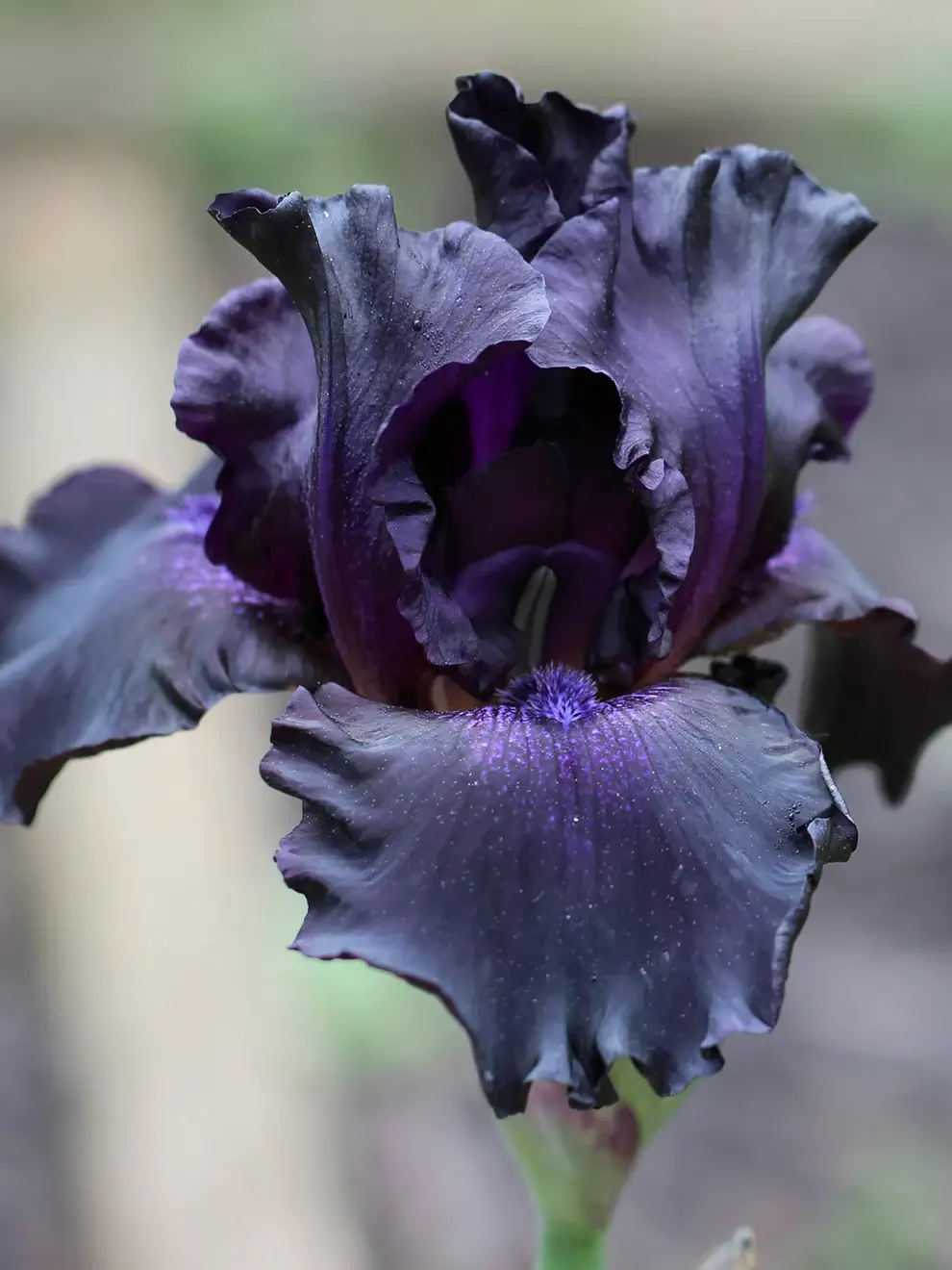 Bulb Iris Germanica Black - 1 buc - Flori Mari Negru Catifelat [2]