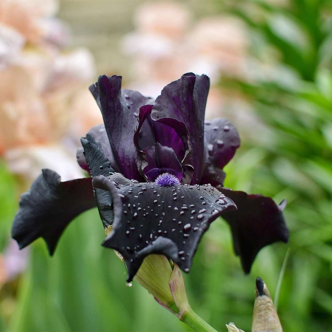 Bulb Iris Germanica Black - 1 buc - Flori Mari Negru Catifelat [3]
