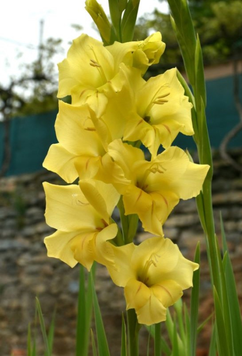 Bulbi Gladiolus Nova Lux, Pachet 10 Bulbi Calibrul 10/12, Flori Galbene Inalte de Vara, Agrinin [2]