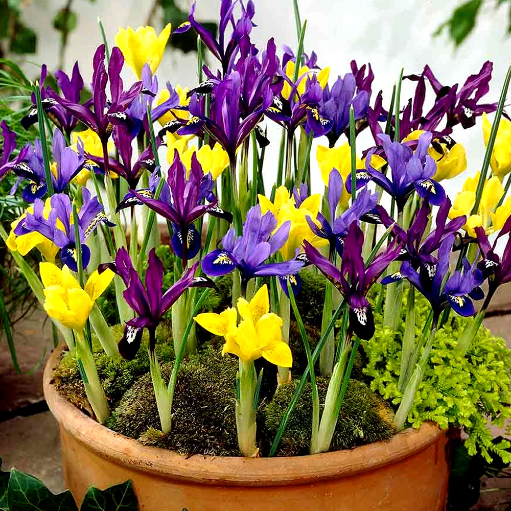 Bulbi Iris Mix Hollandica, Pachet 10 Bulbi Calibrul 7/8, Flori de Gradina Mix Colorate, Agrinin [4]