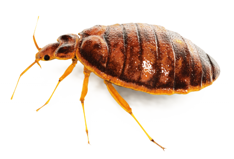 Capcana pentru plosnite de pat BROS - Set 2 bucati - Monitorizare si Combatere [2]