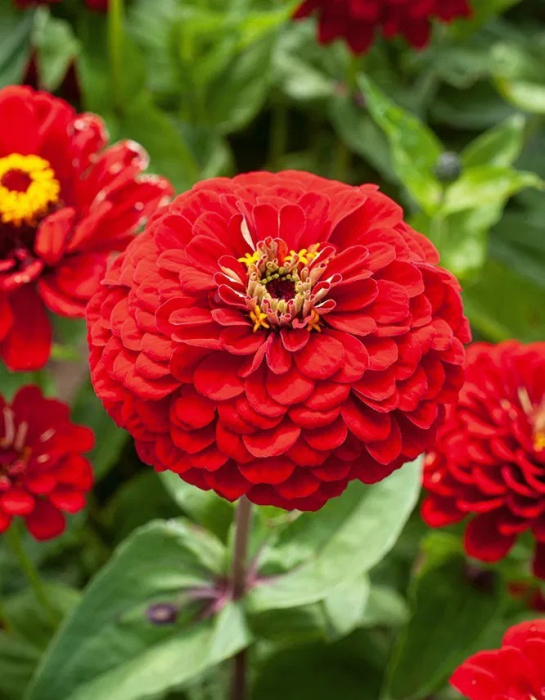 Cârciumărese Roșii [2]