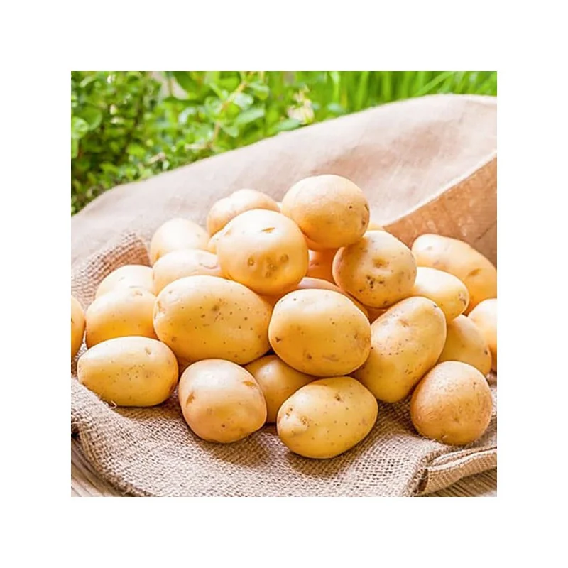 Cartofi de Samanta Albi Hind, Sac 5 kg, Clasa A, Calibru 28/35 mm, Productivitate Ridicata [2]