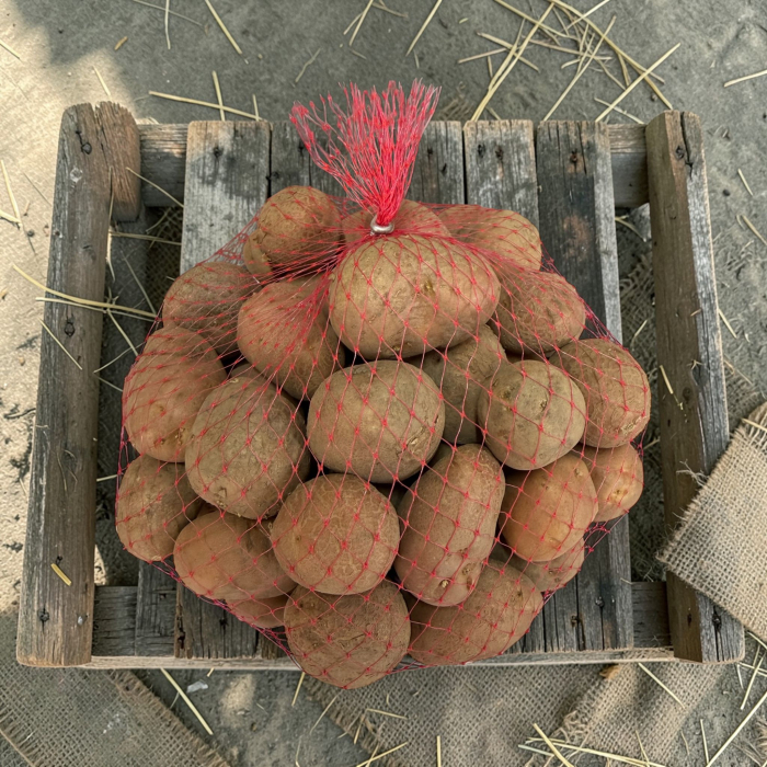 Cartofi de Samanta Bellarosa Harghita, Pachet 50 Minituberculi, calibru 25-35mm, Clasa Elita, Coaja Rosie [3]