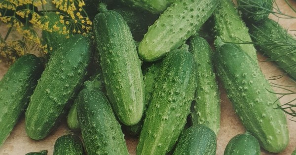 Castraveti Mapamond 3g – Crocanti, Uniformi, Ideali pentru Murat [2]