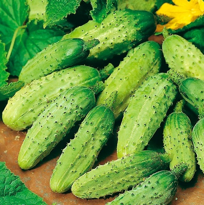 Castraveti Wisconsin 4g – Rezistenti, Productivi, Perfecti pentru Conservat [2]