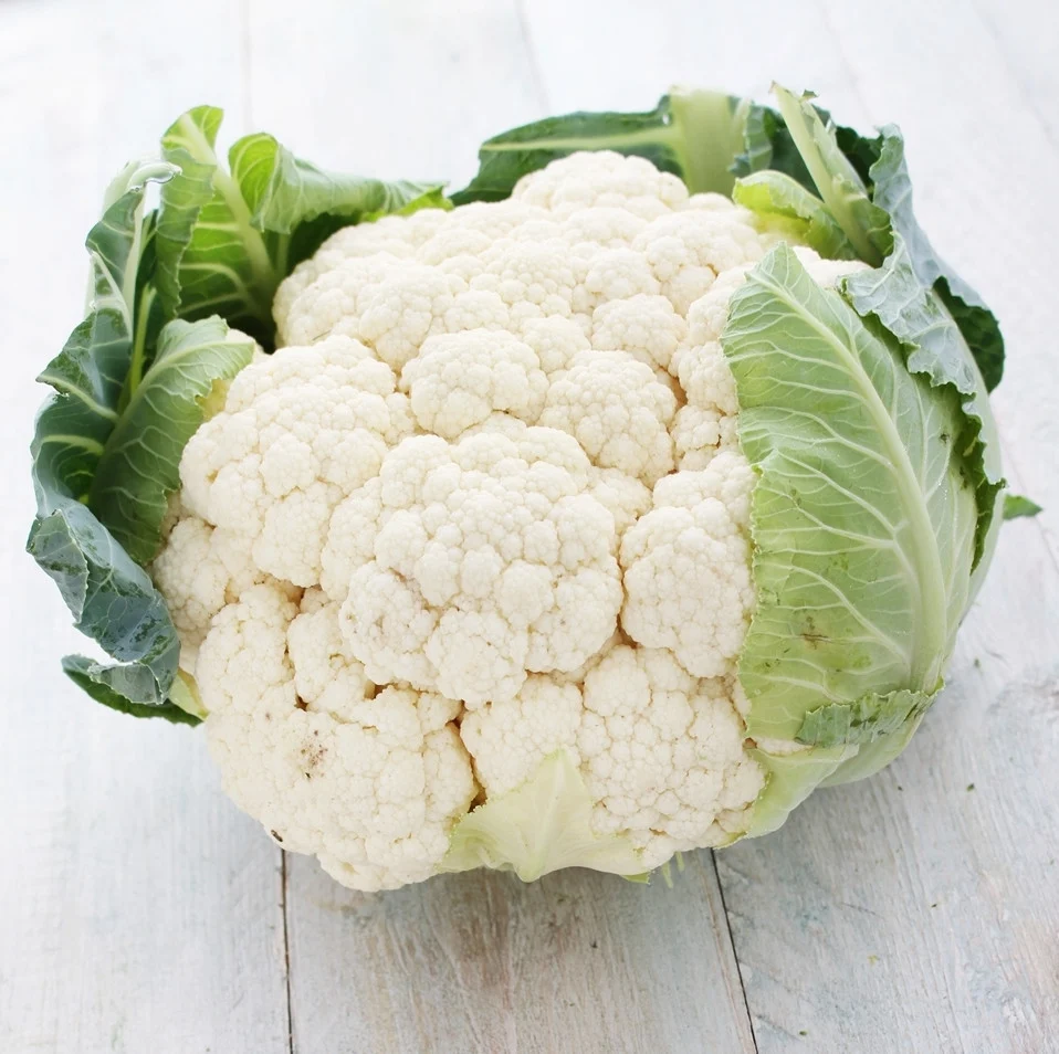 Conopidă Snowball X [3]