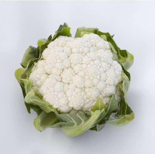Conopidă Snowball X [2]