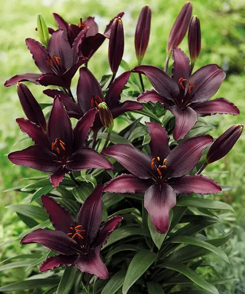 Crin Lilium Black Asiatic Hybrid CAT 1 – bulbi flori mov inchis - 1 bulb - [1]