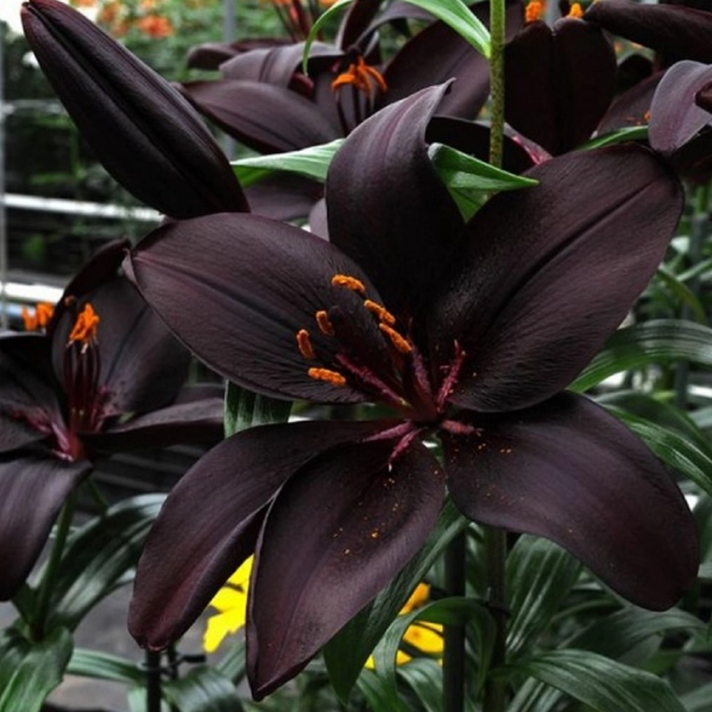 Crin Lilium Black Asiatic Hybrid CAT 1 – bulbi flori mov inchis - 1 bulb - [2]