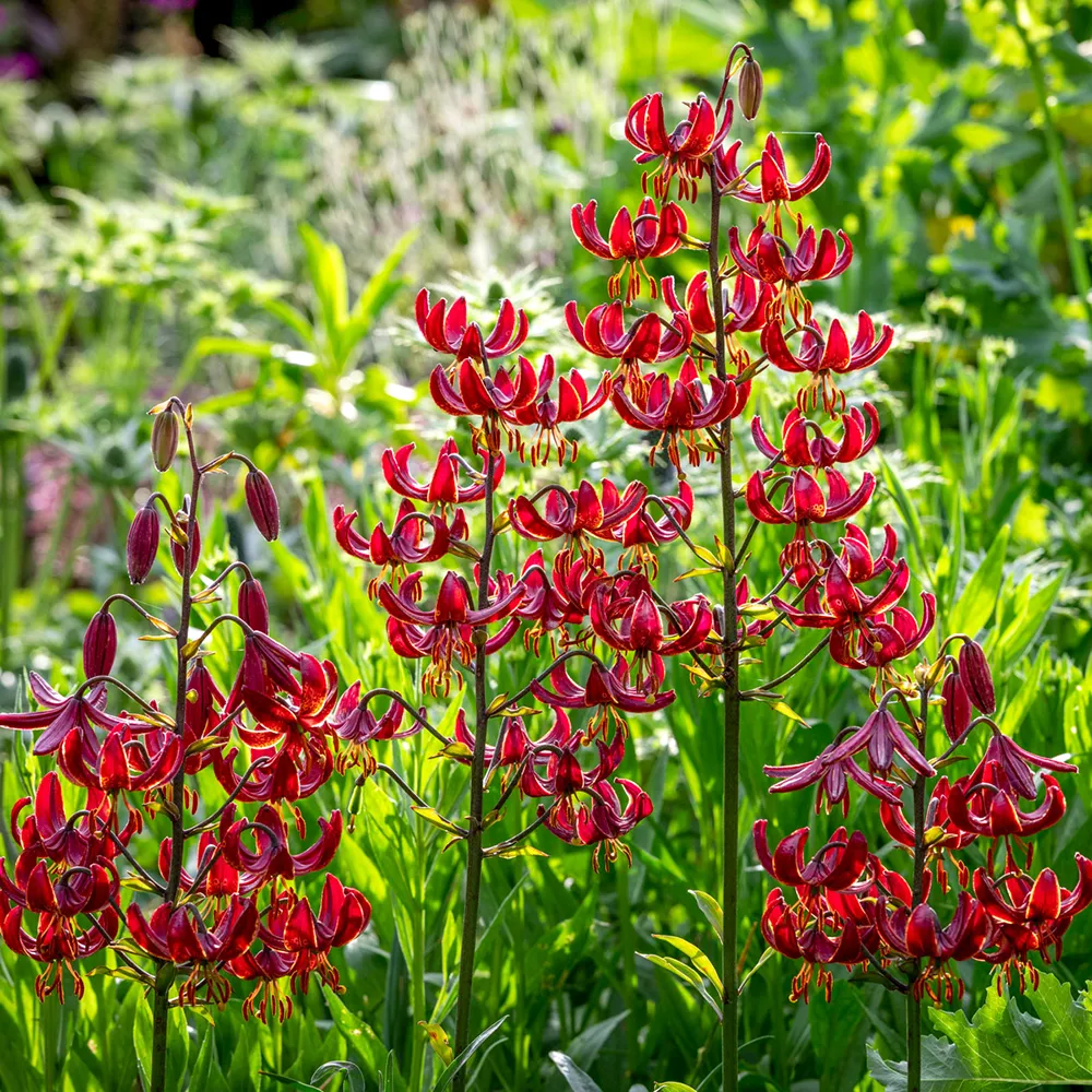 Crin Martagon Lilium Claude Shride, 1 Bulb Calitate Premium, Visiniu cu Puncte Portocalii [3]